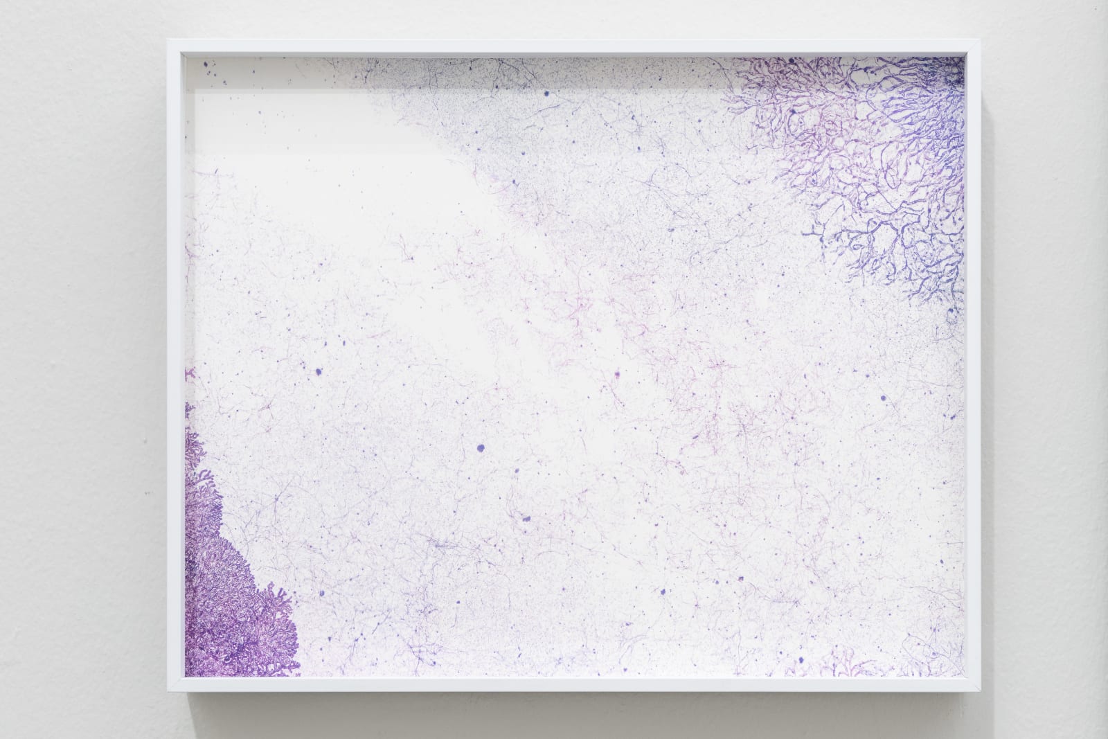 Wei Leng Tay, One full frame 135mm colour reversal film slide. “National Parks Board Of W.A.” and “18 The Shawl” printed on one side, and “KODACHROME DUPLICATE” and ‘“MADE BY Kodak” on the other, of a heat-sealed cardboard slide mount. In a yellow plastic slide box. // 150x magnification. Full coaxial episcopic, and transmitted illumination. Fragmented. // 10 variable sizes on archival pigment print. Photograph ten., 2022