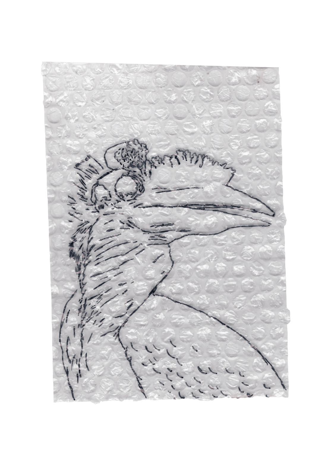 Rega Ayundya, Rhinoplax osseus 3.0 (24), 2026