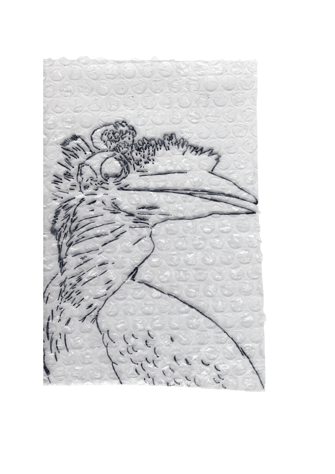 Rega Ayundya, Rhinoplax osseus 3.0 (28), 2026