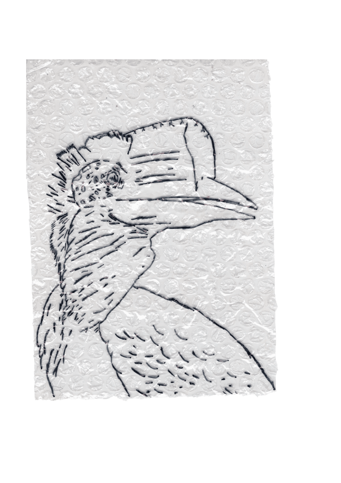 Rega Ayundya, Rhinoplax osseus 3.0 (06), 2026