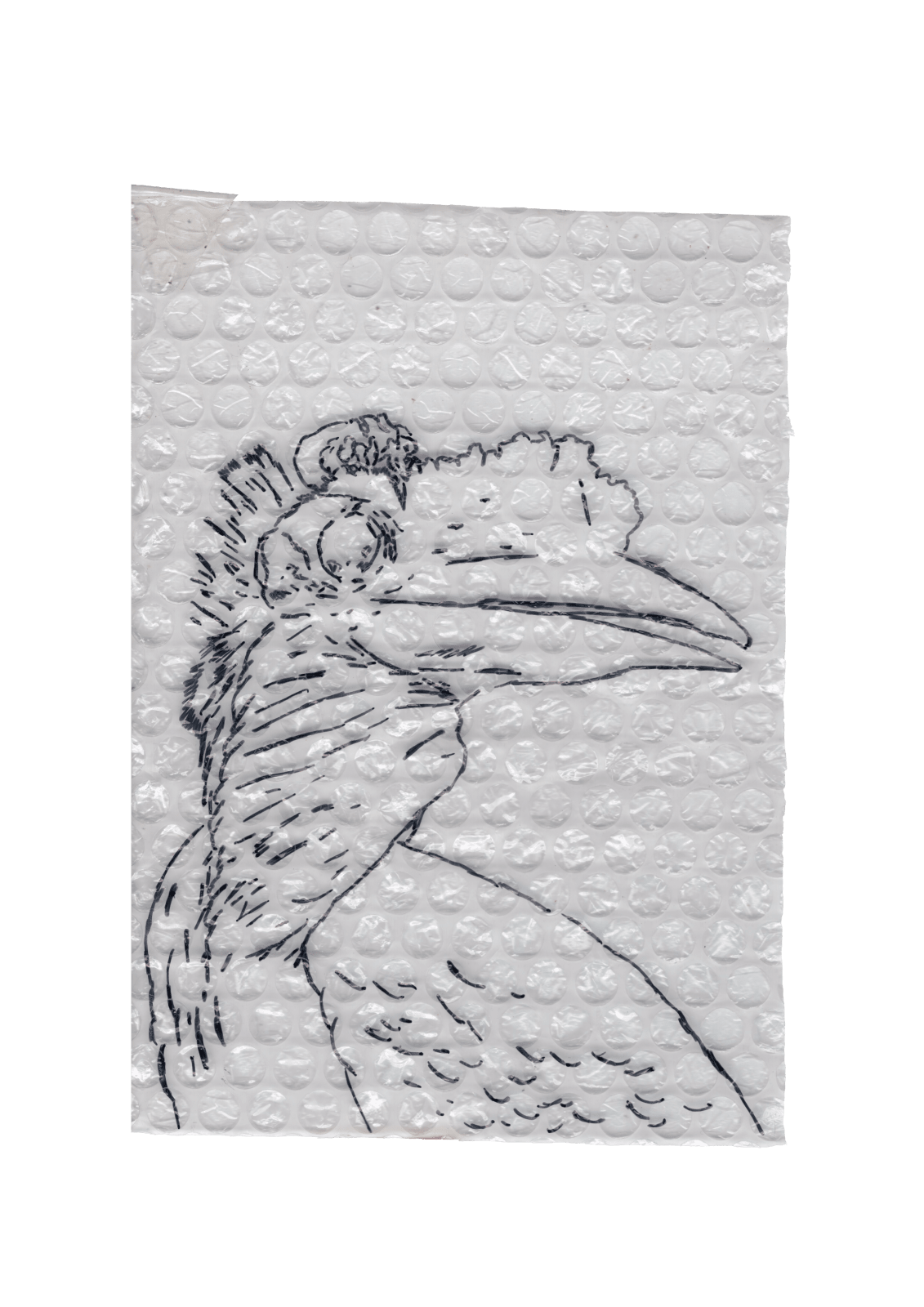 Rega Ayundya, Rhinoplax osseus 3.0 (20), 2026