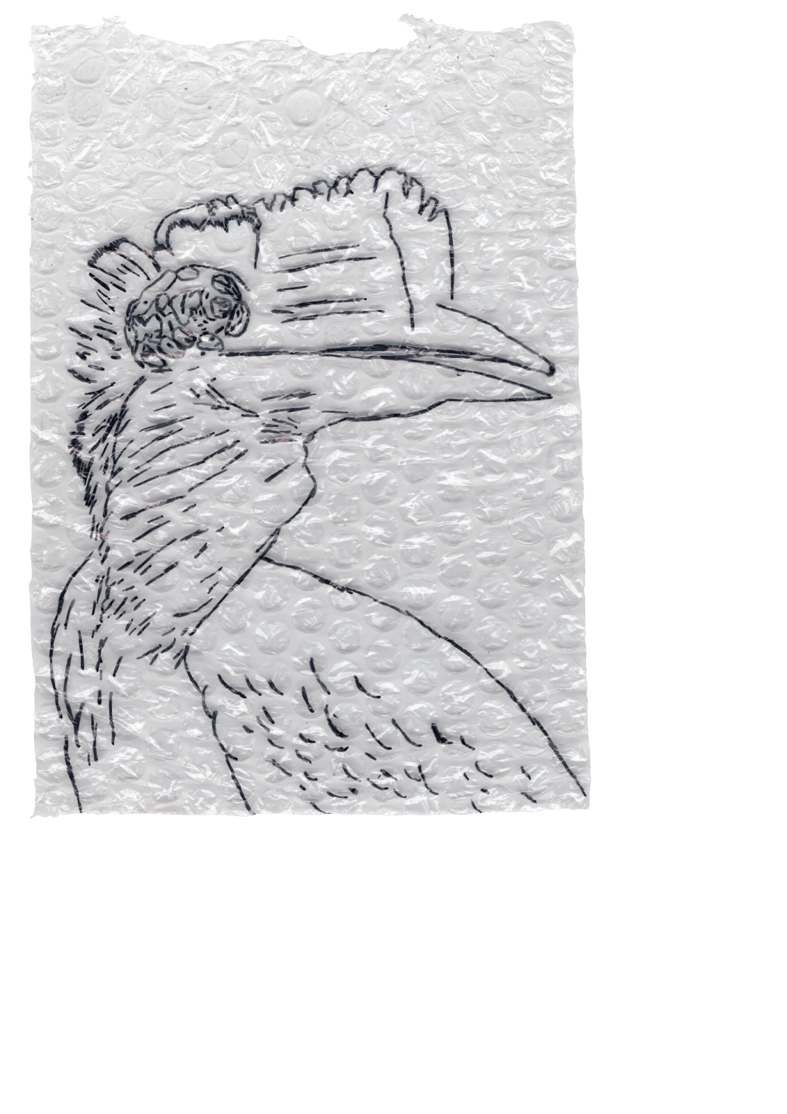 Rega Ayundya, Rhinoplax osseus 3.0 (12), 2026