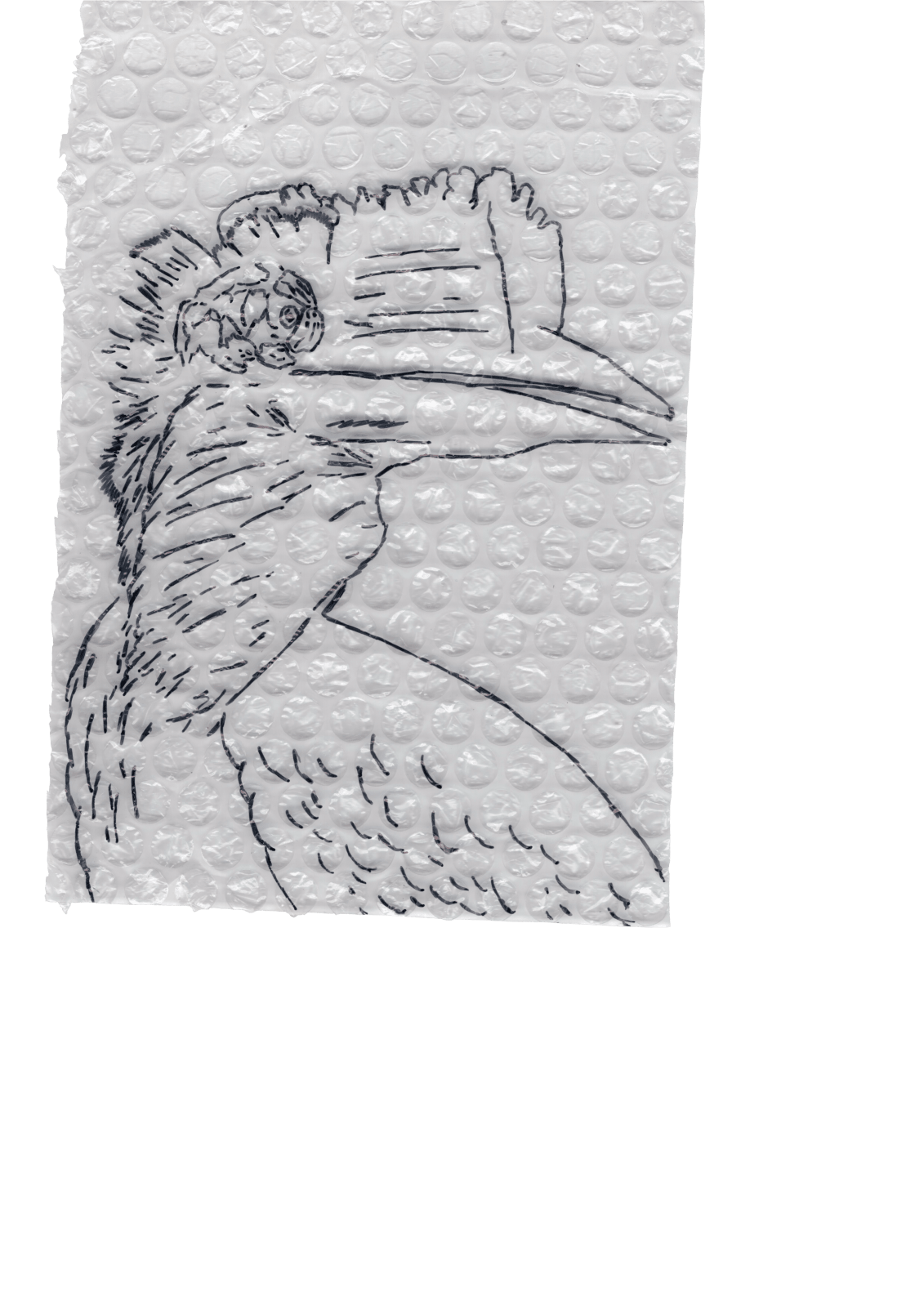 Rega Ayundya, Rhinoplax osseus 3.0 (13), 2026