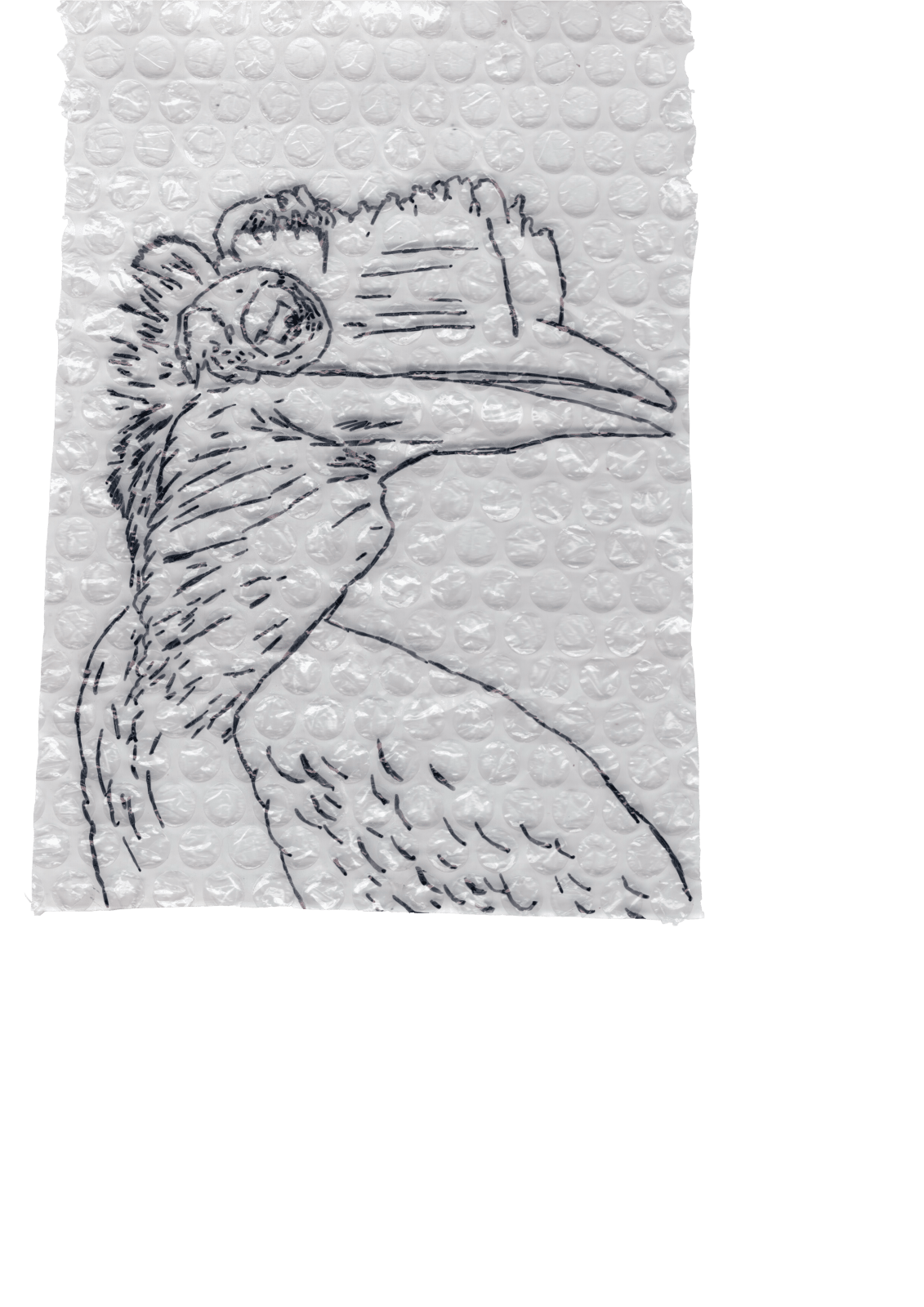 Rega Ayundya, Rhinoplax osseus 3.0 (15), 2026