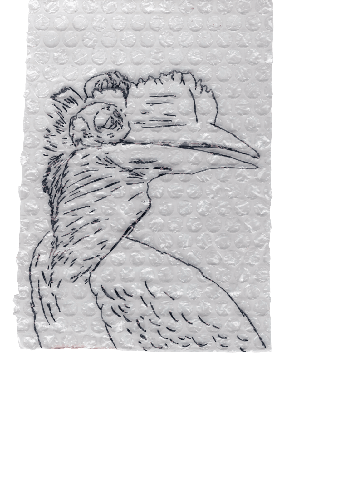 Rega Ayundya, Rhinoplax osseus 3.0 (16), 2026