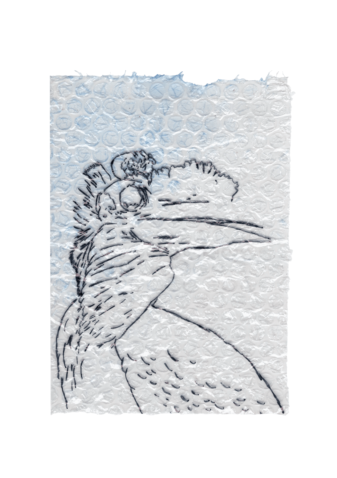 Rega Ayundya, Rhinoplax osseus 3.0 (22), 2026