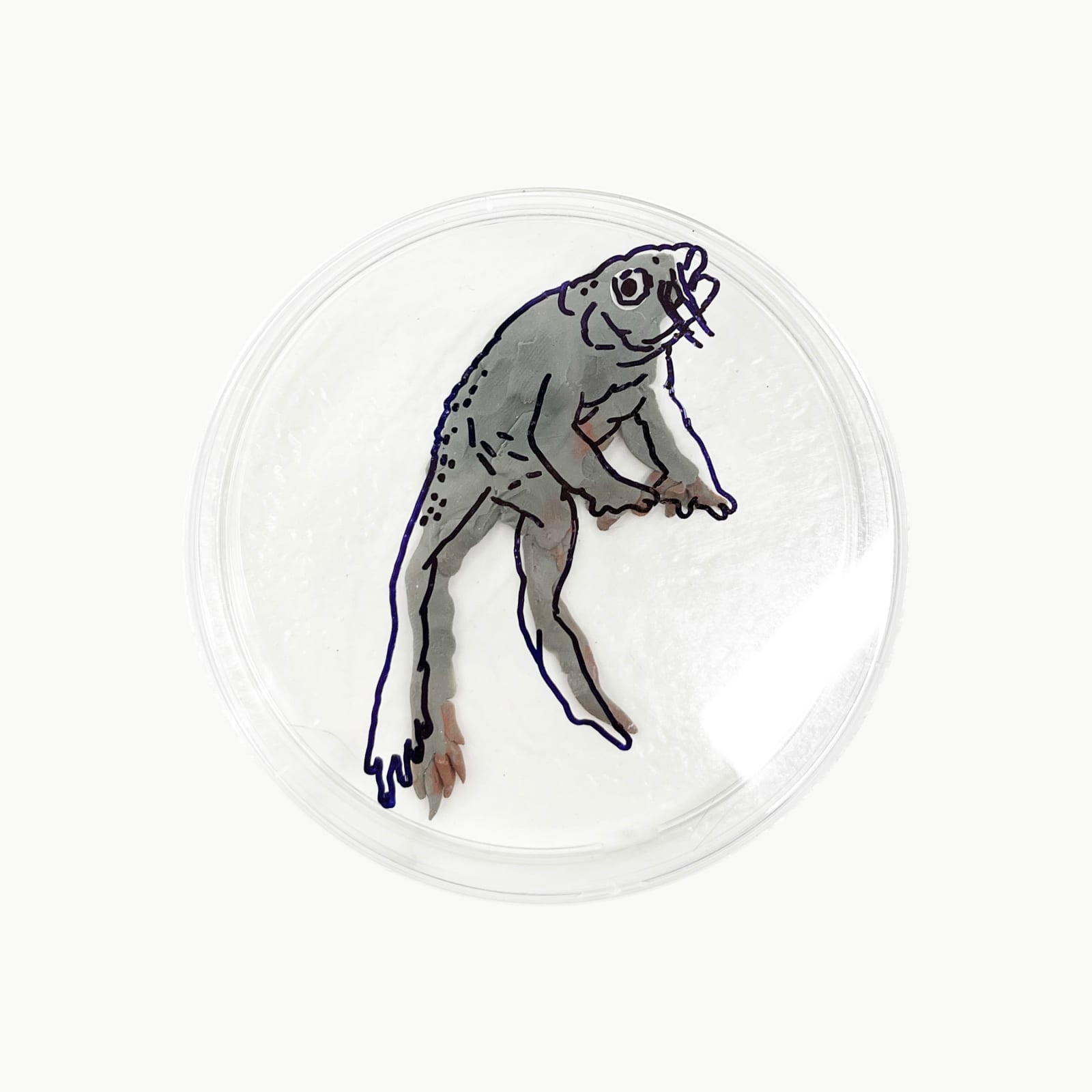 Rega Ayundya, Rhinella tambroides 2.0 (43), 2026