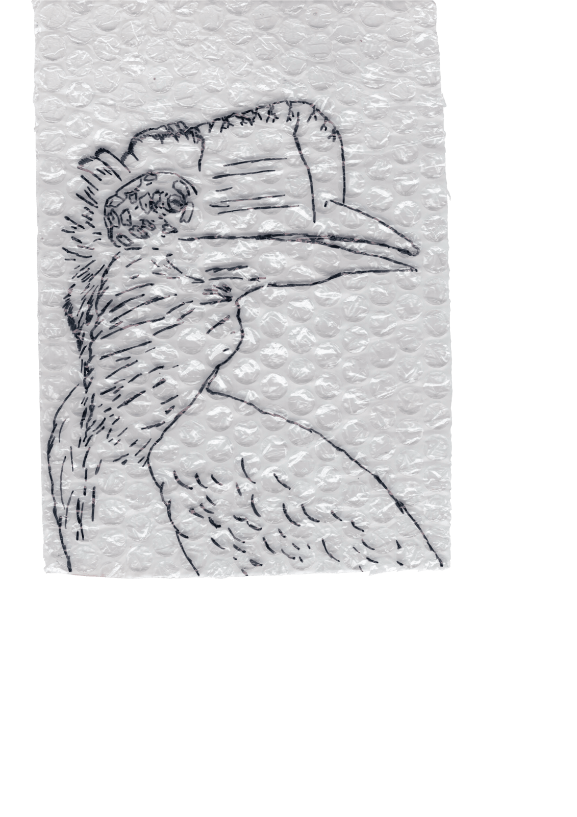 Rega Ayundya, Rhinoplax osseus 3.0 (11), 2026