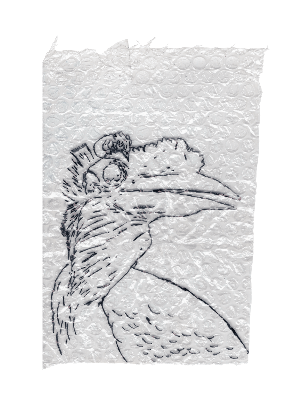 Rega Ayundya, Rhinoplax osseus 3.0 (21), 2026