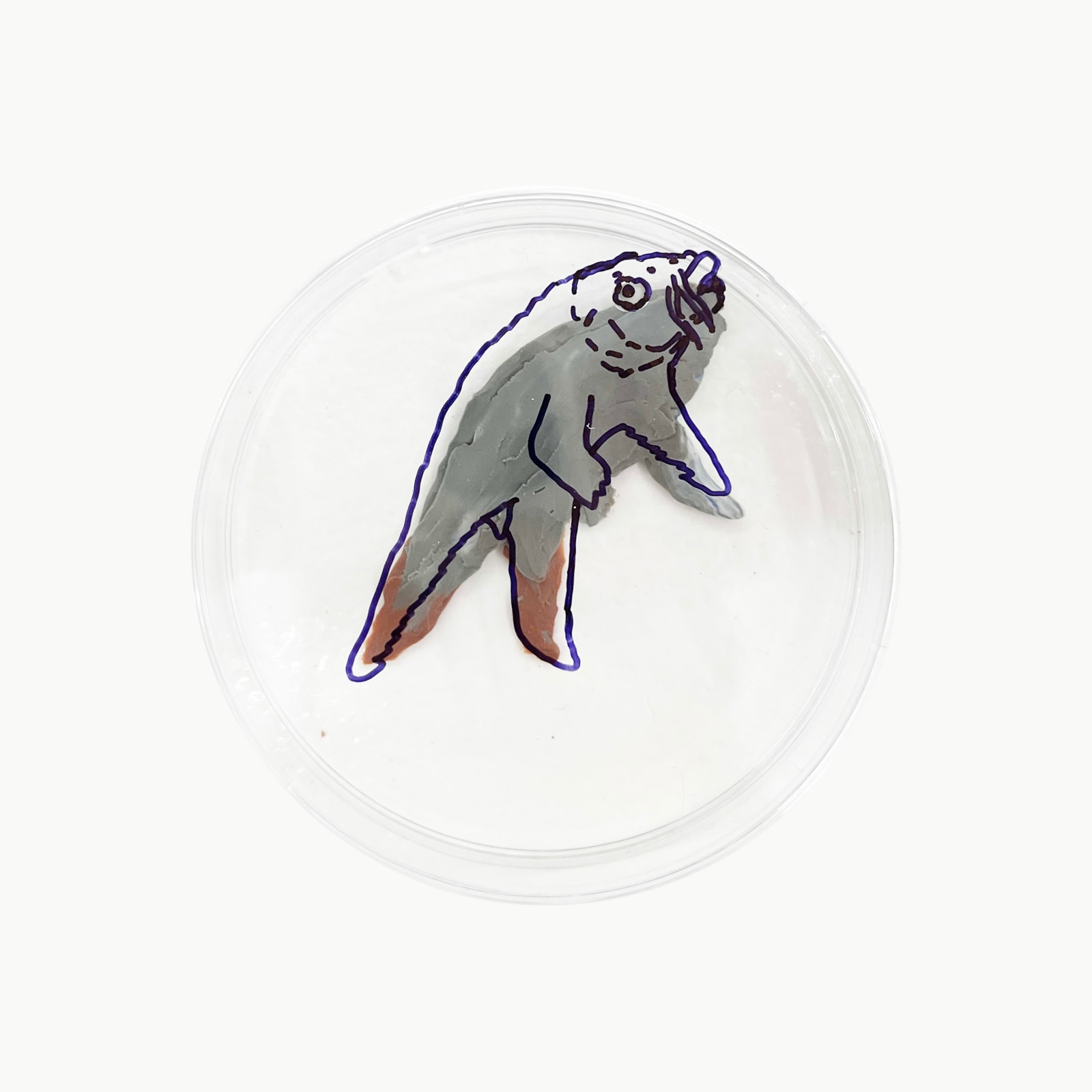 Rega Ayundya, Rhinella tambroides 2.0 (20), 2026