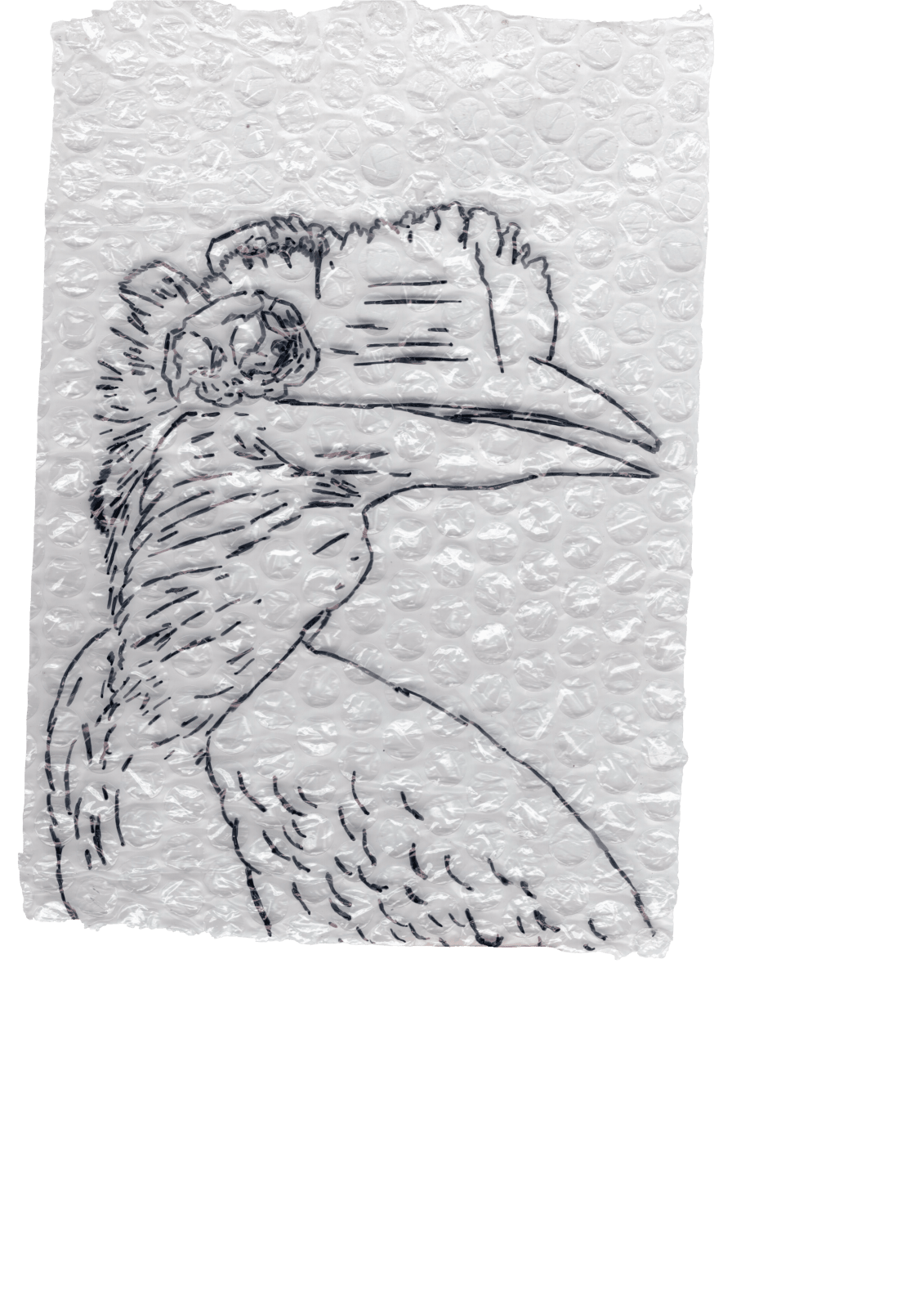 Rega Ayundya, Rhinoplax osseus 3.0 (14), 2026