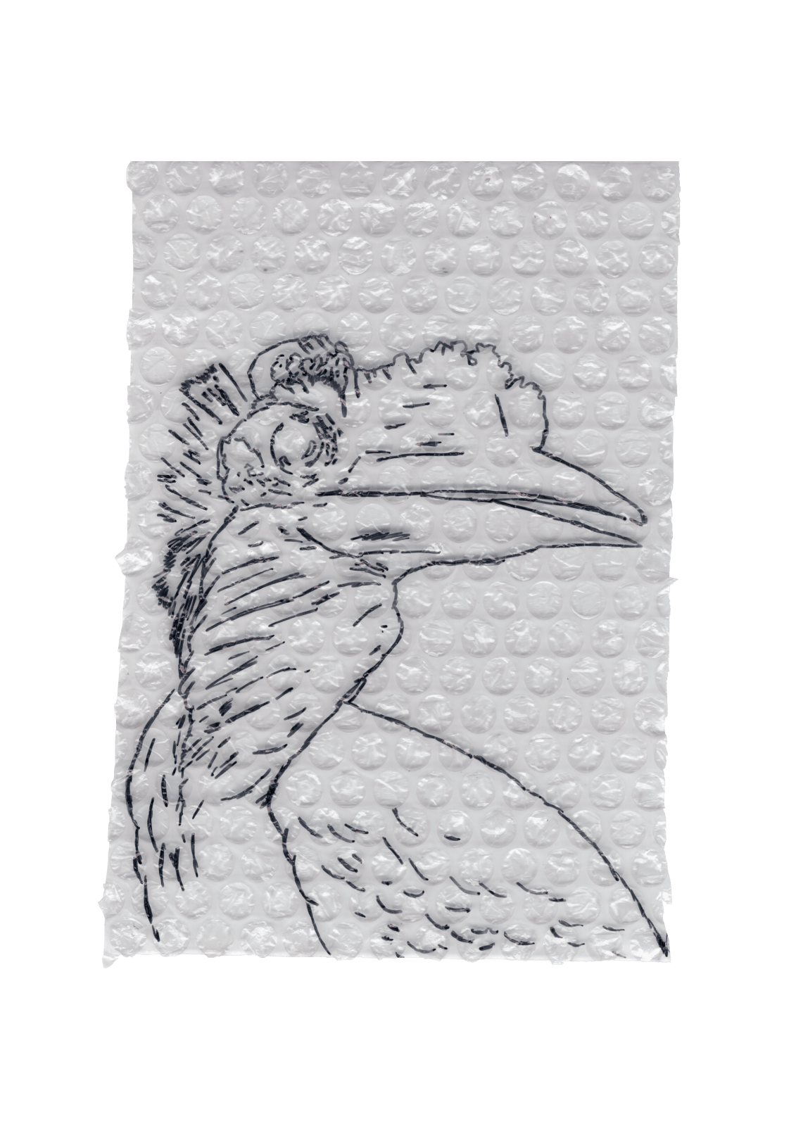 Rega Ayundya, Rhinoplax osseus 3.0 (19), 2026