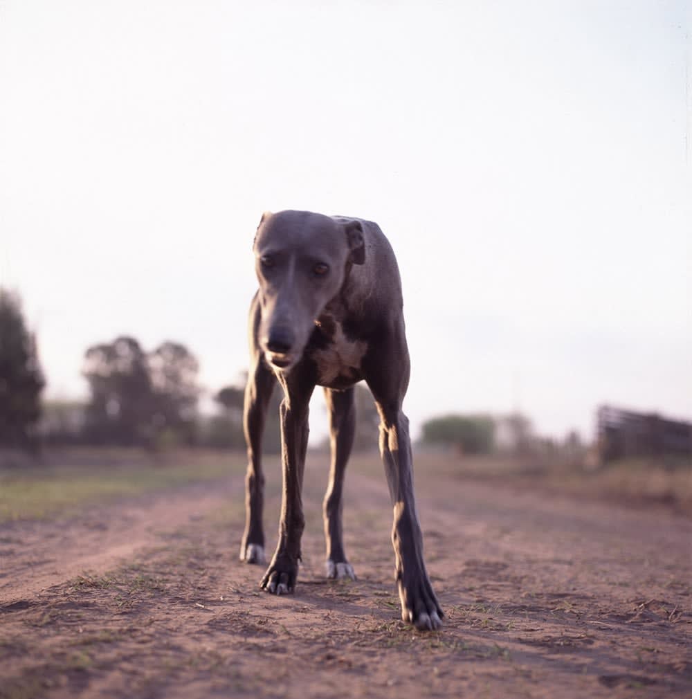 Alessandra Sanguinetti, Untitled, From the series On the Sixth Day, Plate II, 1996-2004
