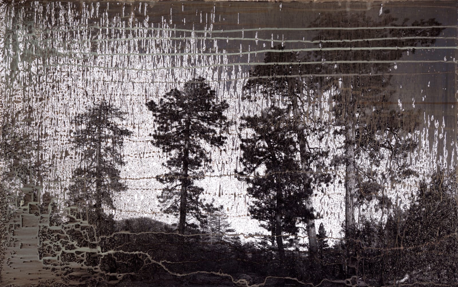 Matthew Brandt, AgXSB2032B (San Bernardino Forest), 2023