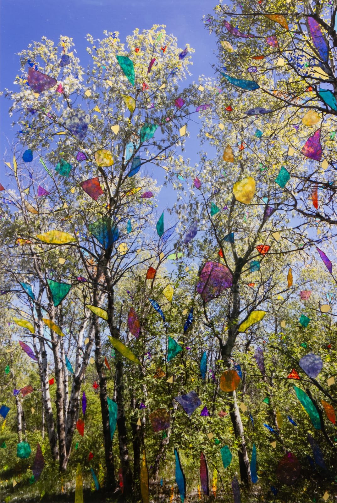 Sarah Anne Johnson, PIB2, 2025