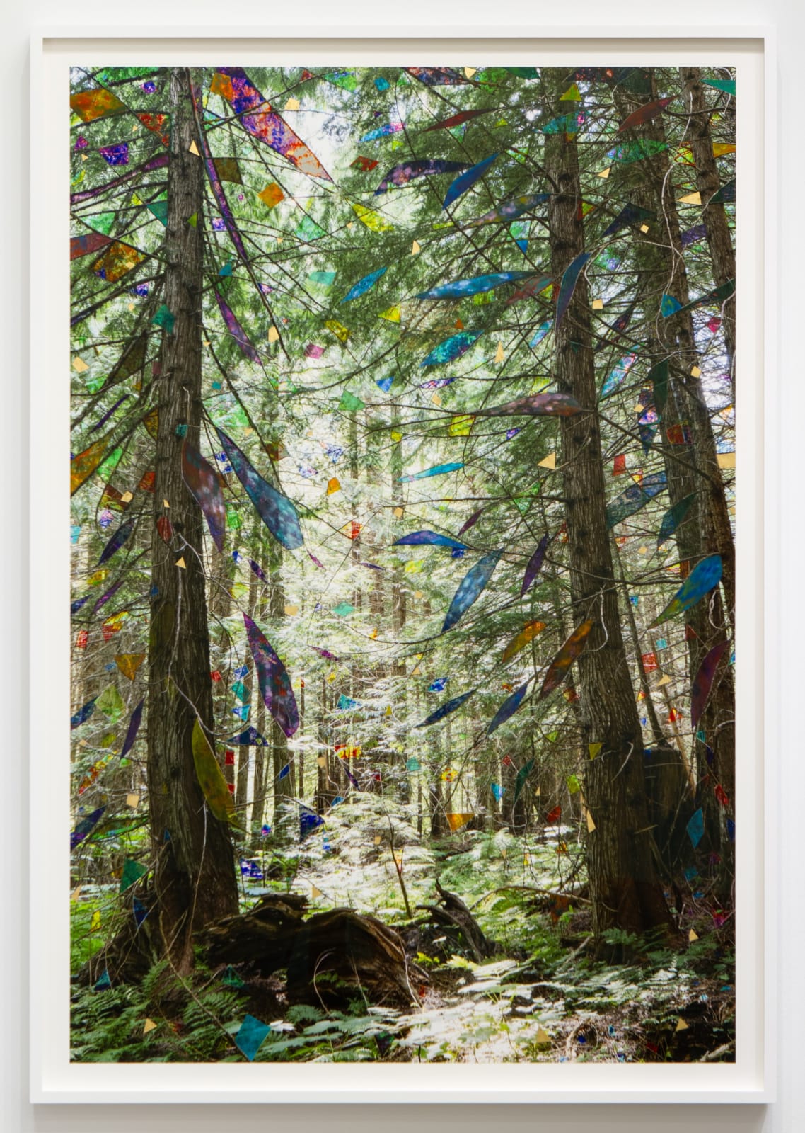Sarah Anne Johnson, Three Trunks (Cedar Forest), 2025