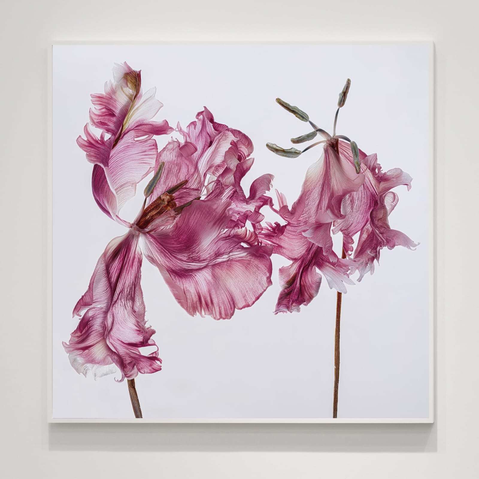 Kathrin Linkersdorff, Fairies II / 13, 2025