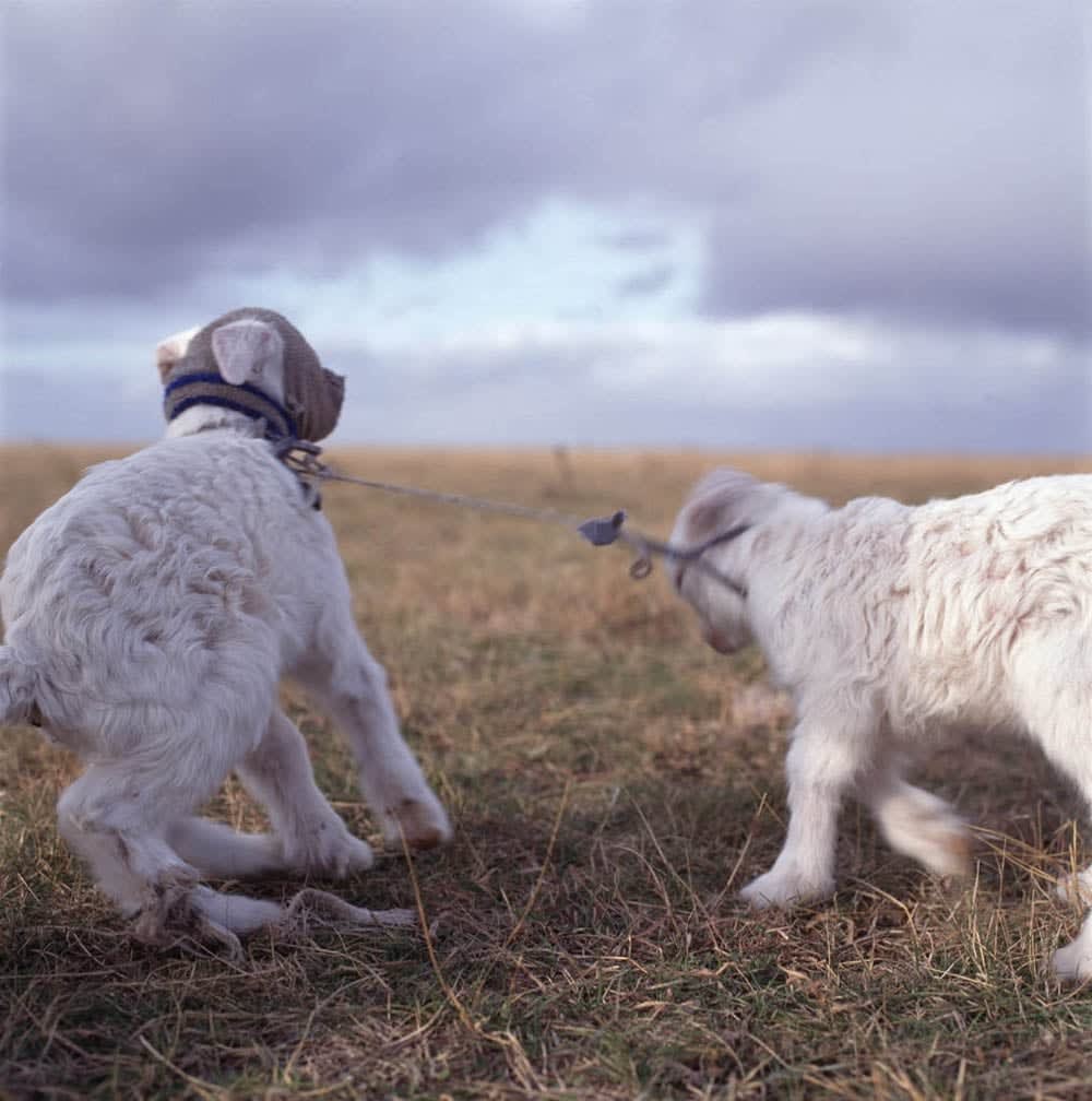 Alessandra Sanguinetti, Untitled, From the series On the Sixth Day, Plate LVII, 1996-2004