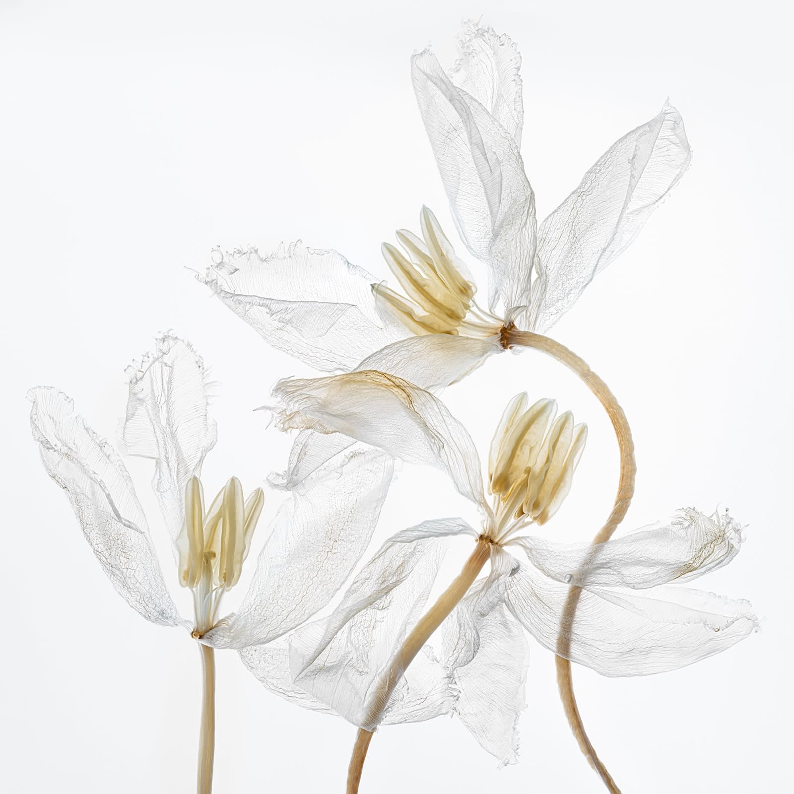 Kathrin Linkersdorff, Fairies VII / 6, 2023