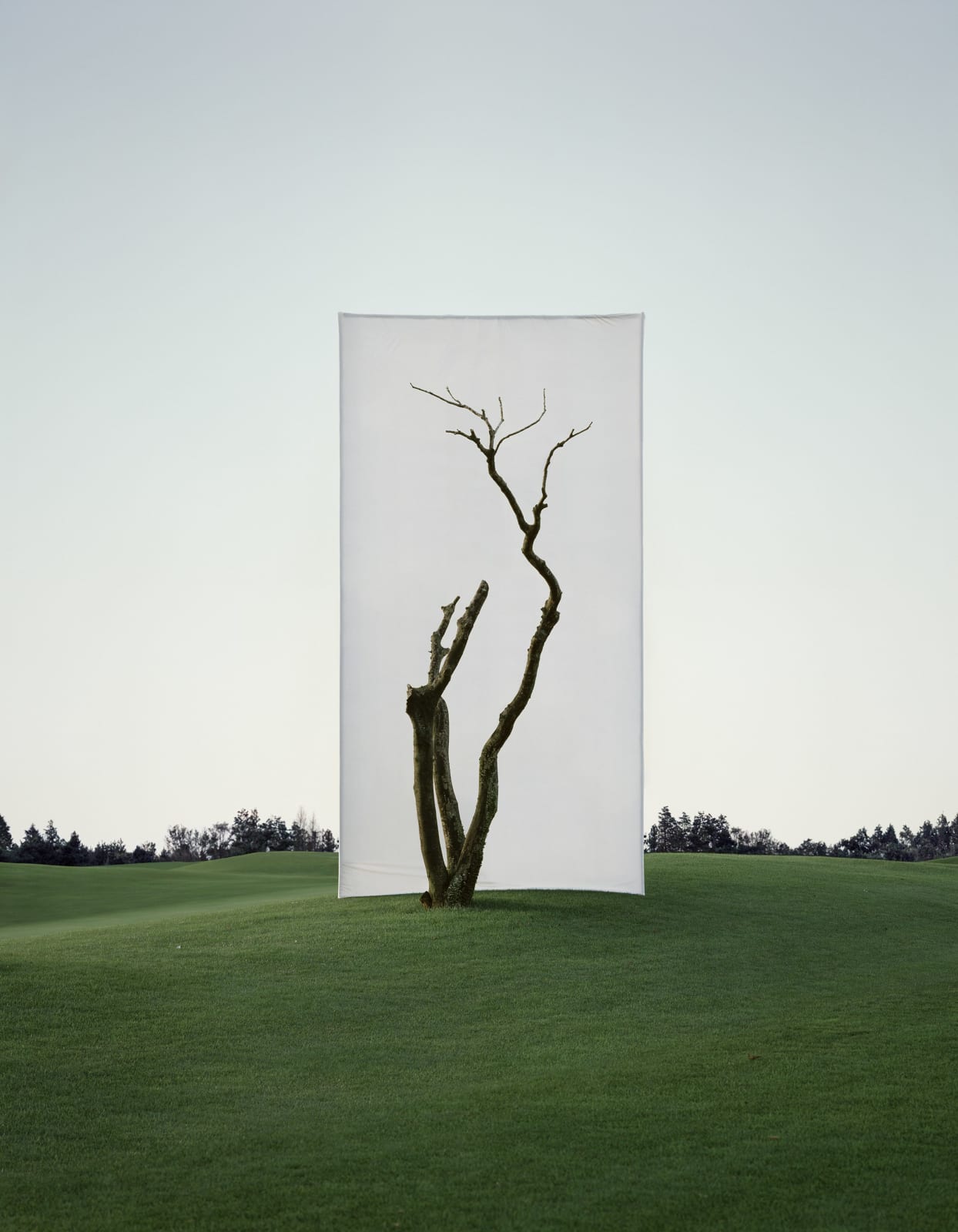 Myoung Ho Lee, Tree #1_1, 2011