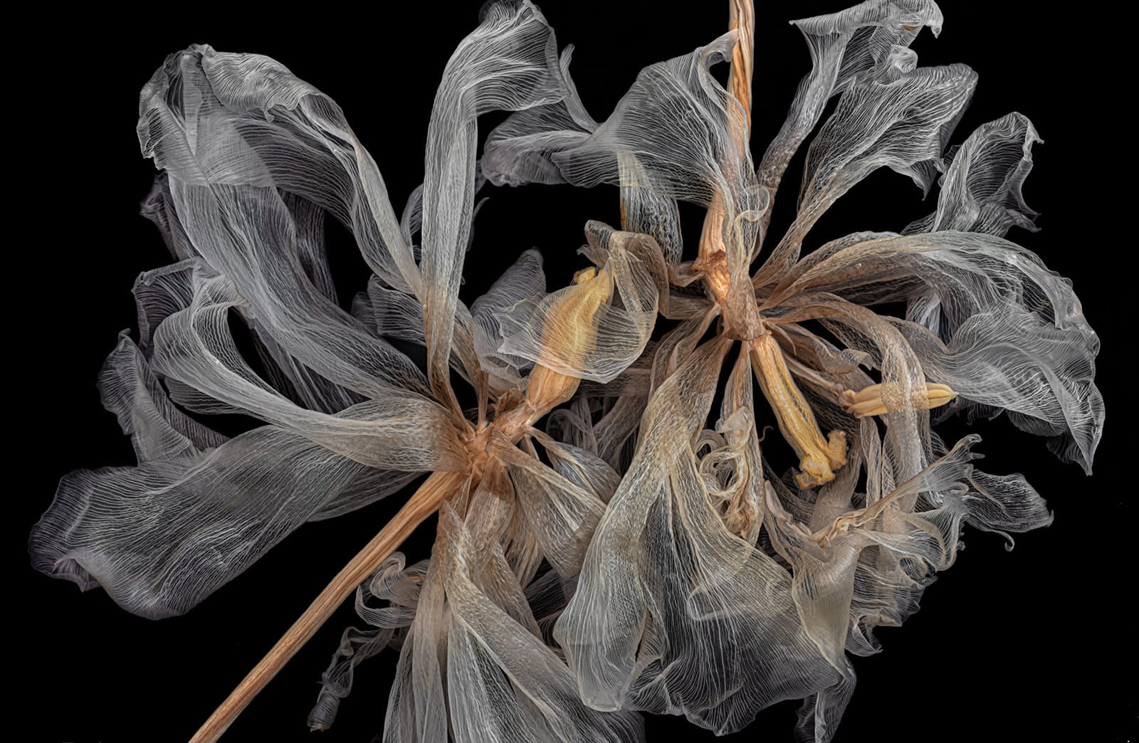 Kathrin Linkersdorff, Fairies I / 8, 2020