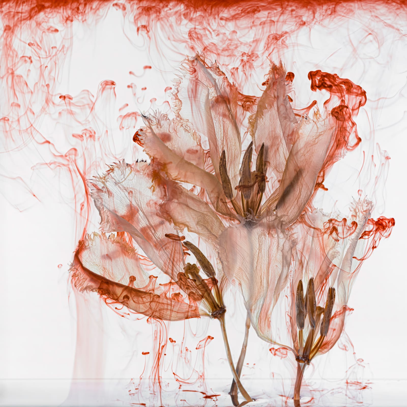 Kathrin Linkersdorff, Fairies IV / 11, 2021