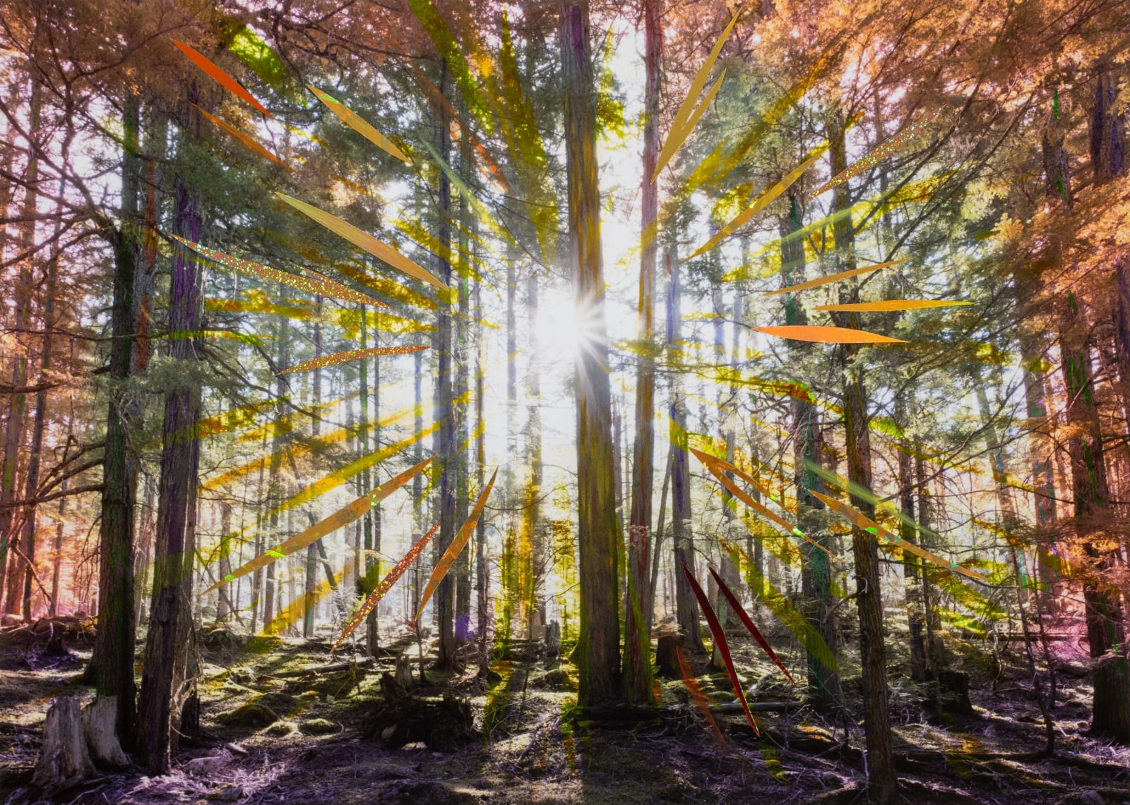 Sarah Anne Johnson, Summer Sun (Cedar Forest), 2025