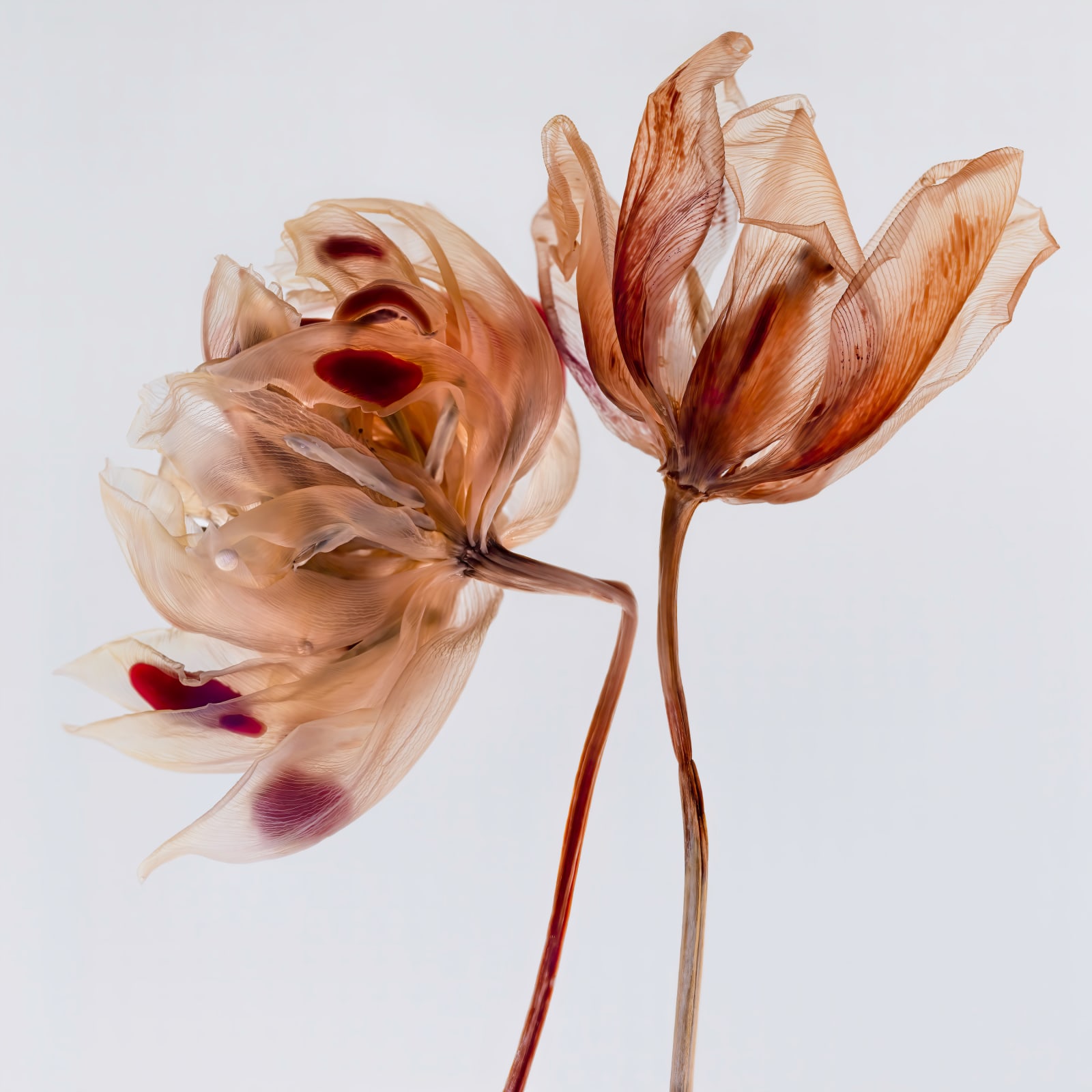 Kathrin Linkersdorff, Fairies II / 8, 2020