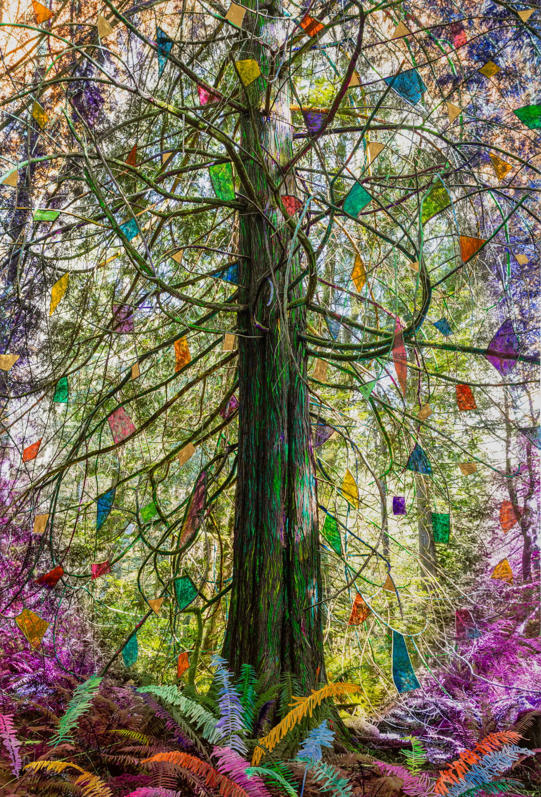 Sarah Anne Johnson, Rainbow Tree (Cedar Forest), 2025