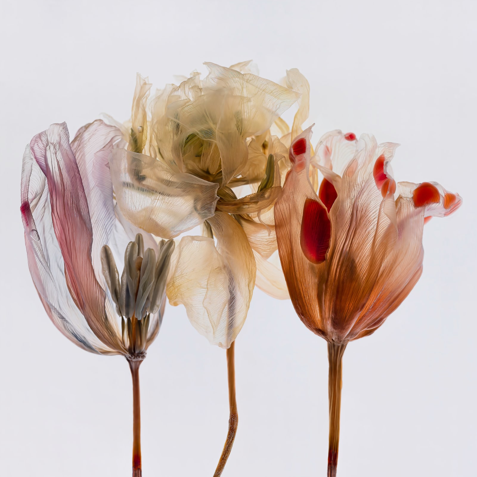 Kathrin Linkersdorff, Fairies II / 1, 2020