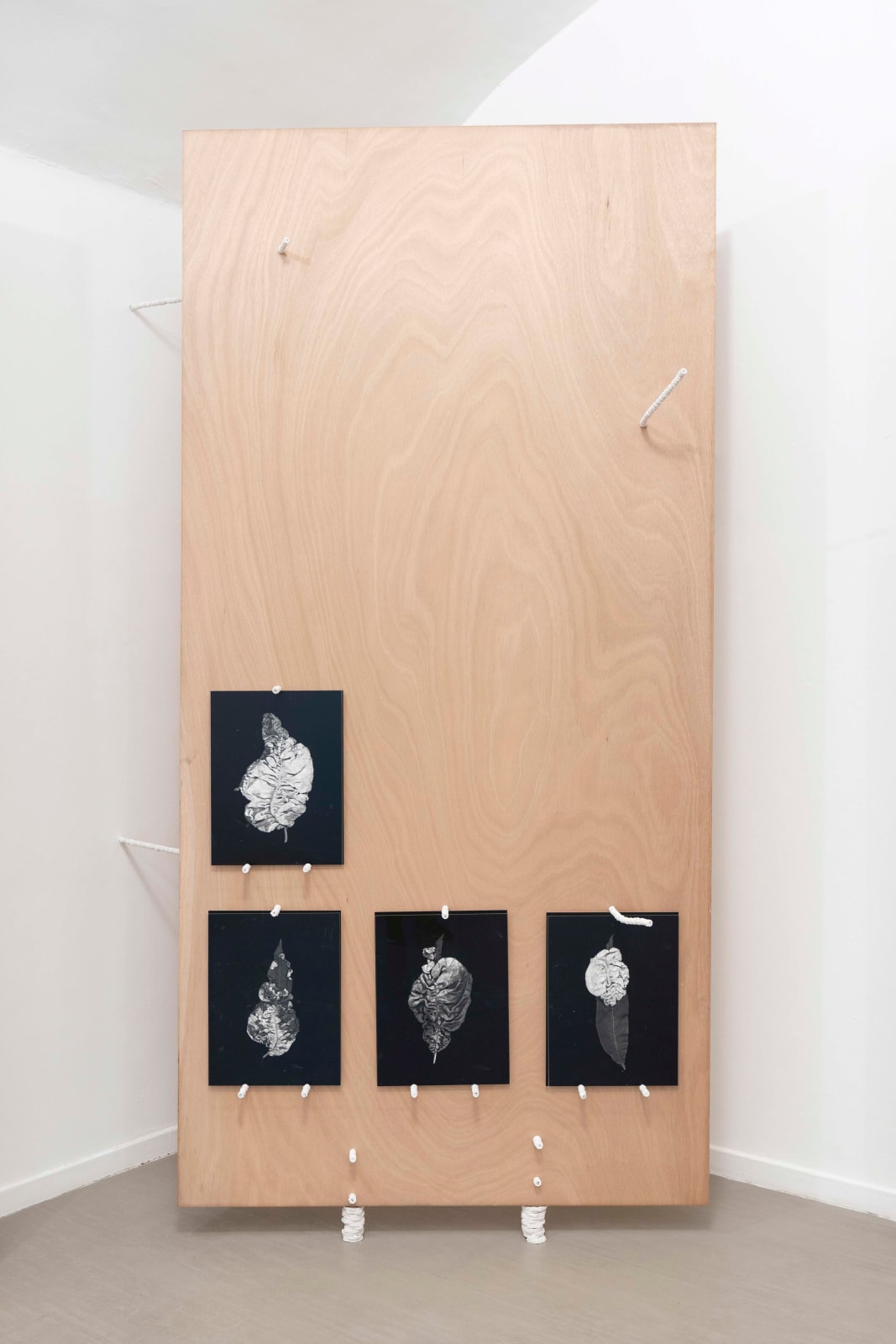Michele Guido, taphrina deformans_2015/2021, 2021