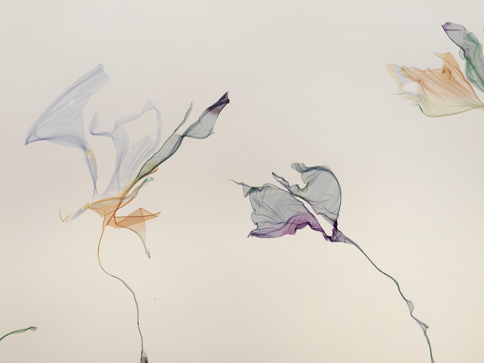 Beatrice Pediconi, Lotus Flowers At Sunrise, 2025