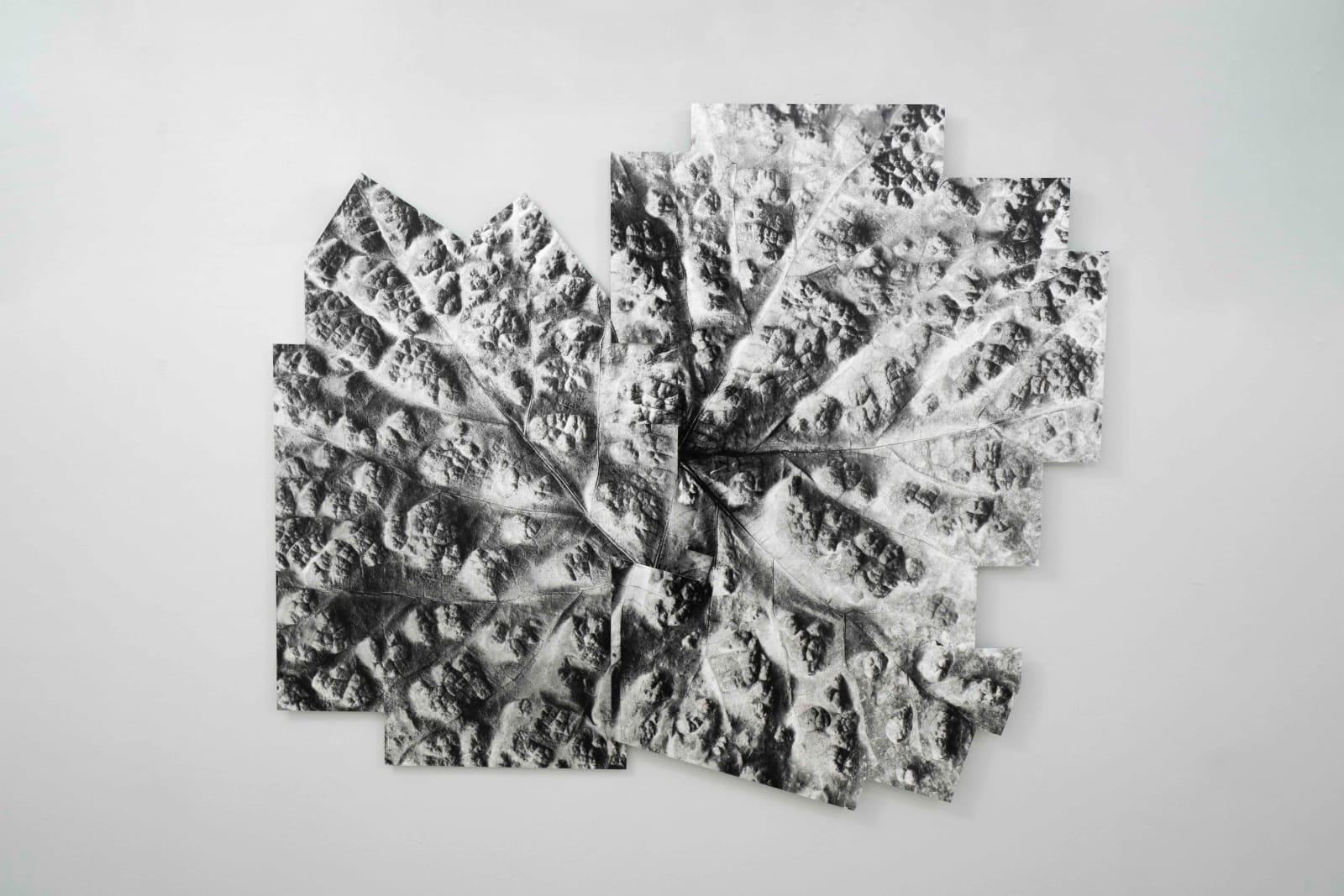 Michele Guido, kassel_27.08.17 _colomerus vitis _2017, 2017