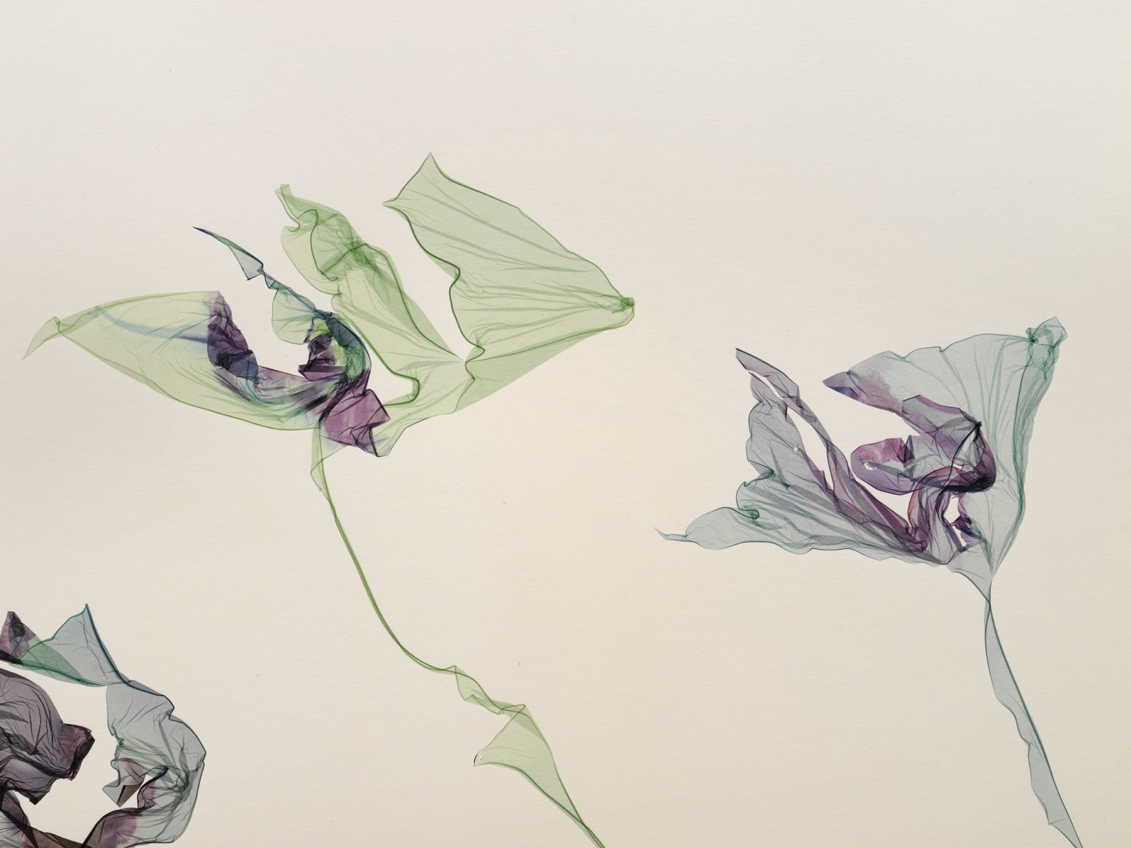 Beatrice Pediconi, Lotus Flowers At Sunset, 2025