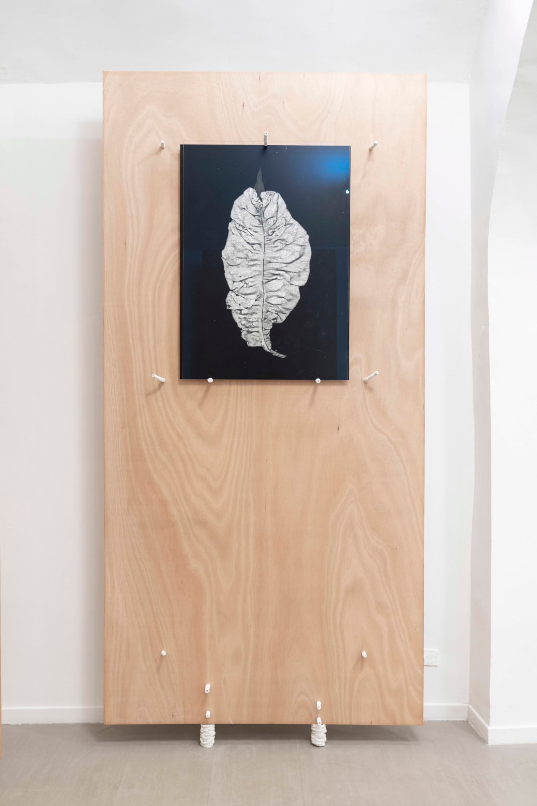 Michele Guido, taphrina deformans_2015/2021, 2021