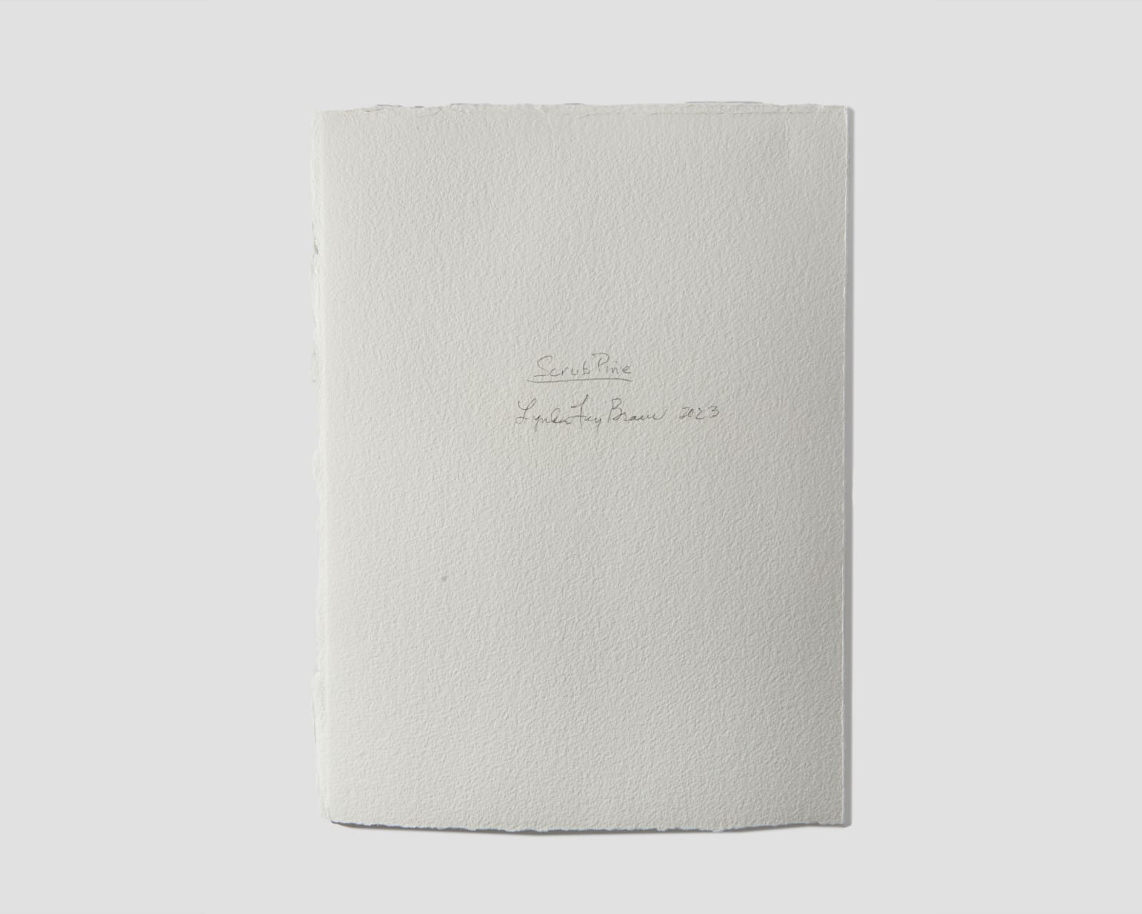 Lynda Fay Braun, Scrub Pine, 2023