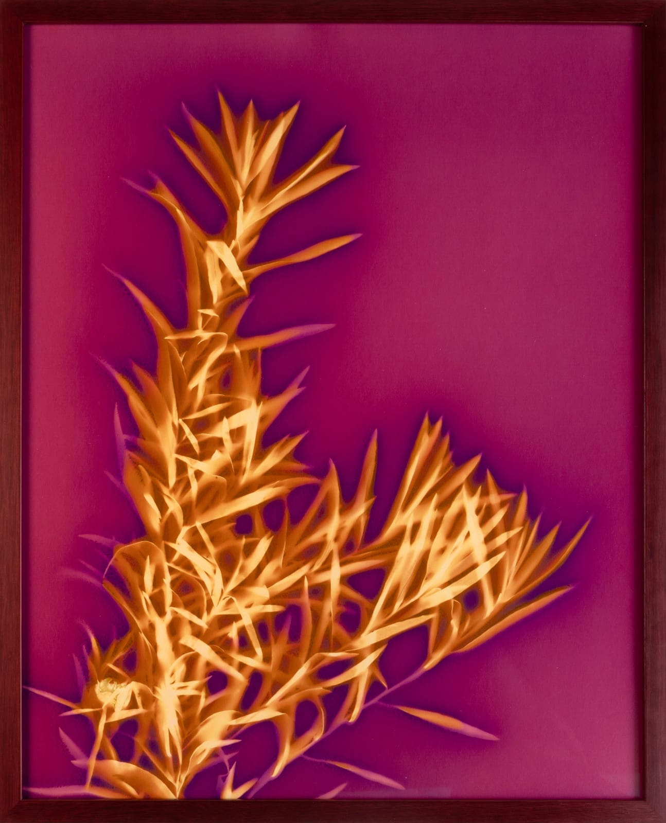 Tom Jones, Ho-Chunk and Kyrgyzstan Plant Study #2, 2025