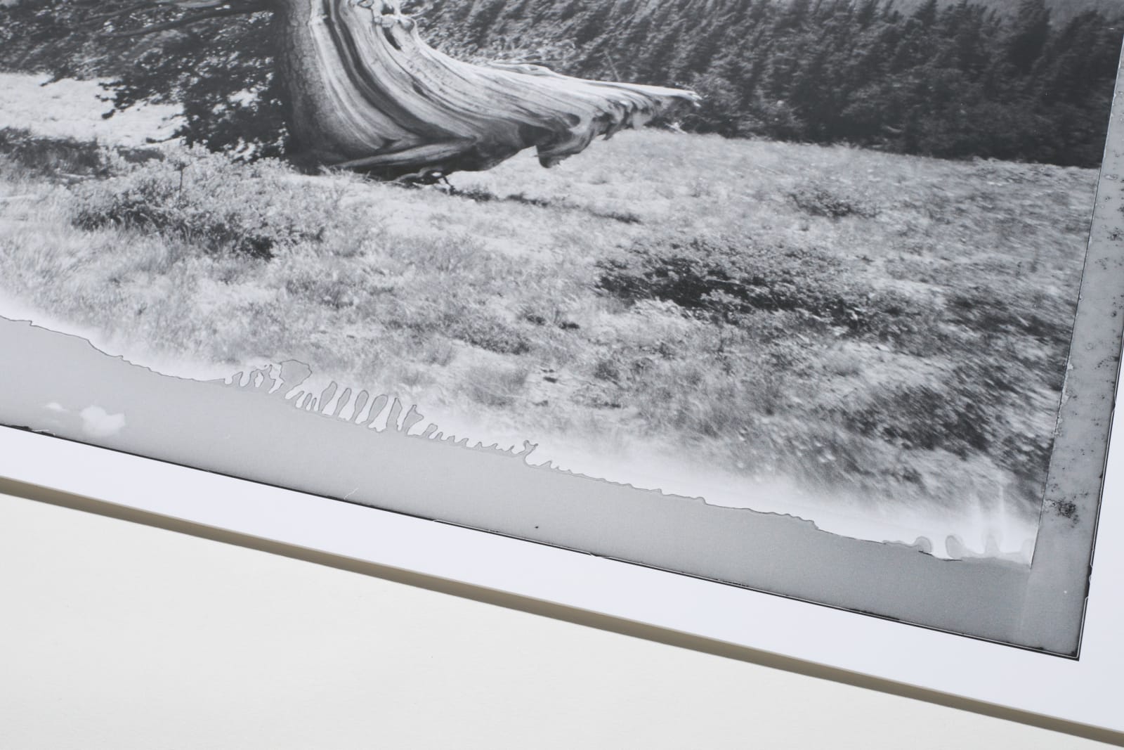 Angela Faris Belt, Vestige #170, 2022