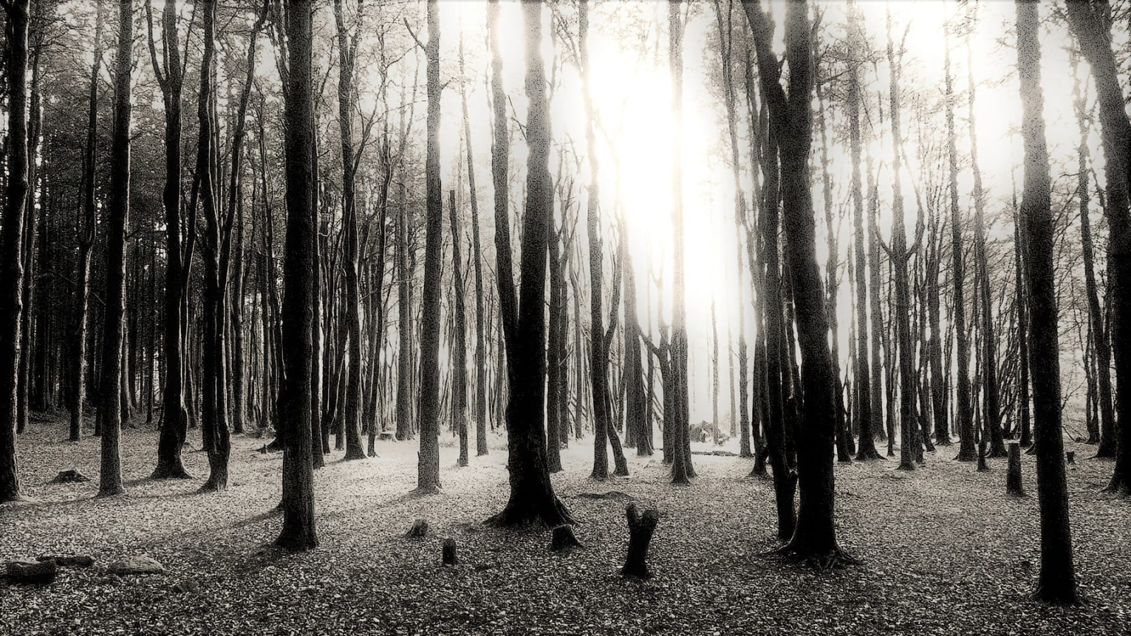 Jack Thompson, Stepping Into The Light 2