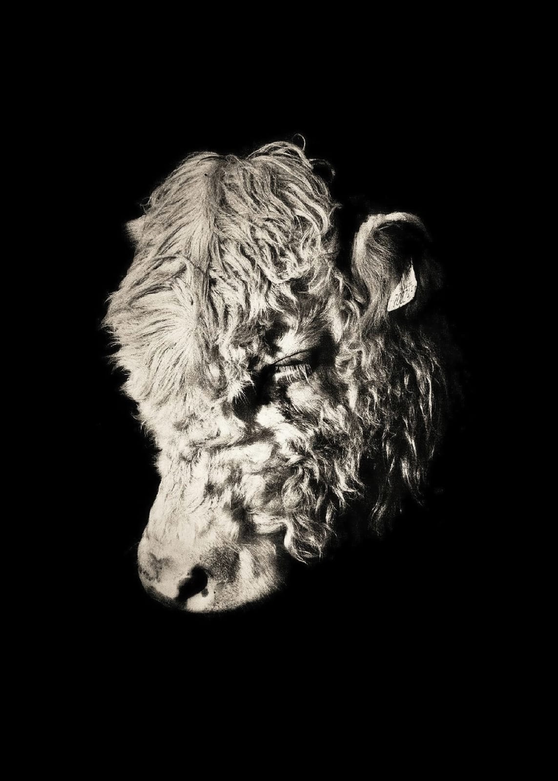 Jack Thompson, The Beautiful Bull Calf In The Field