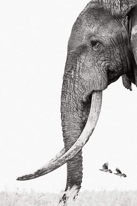 Drew Doggett, Unlikely Companions, 2020
