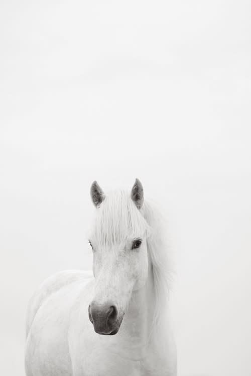 Drew Doggett, Belle, 2016