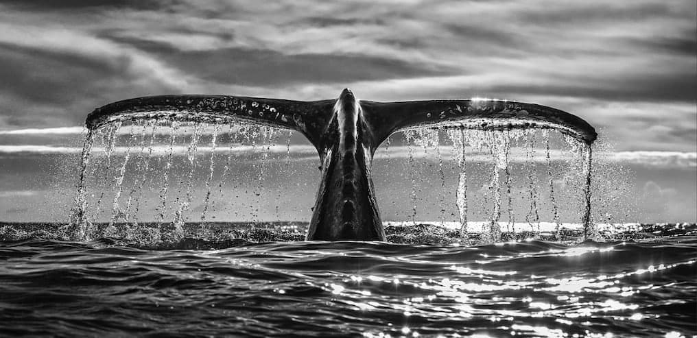 Chris Fallows, Leviathan - Chris Fallows , 2020