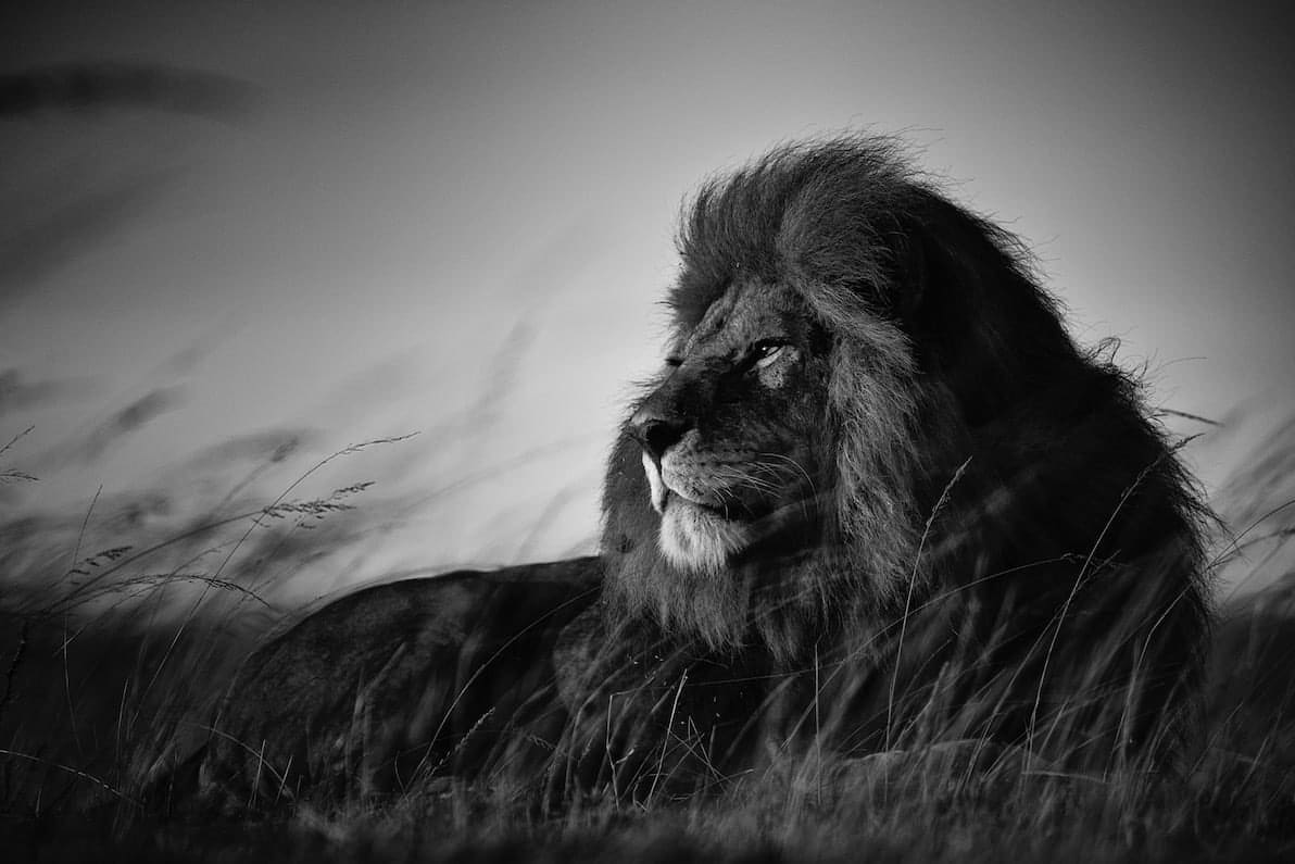 Chris Fallows, Bob Junior , 2021