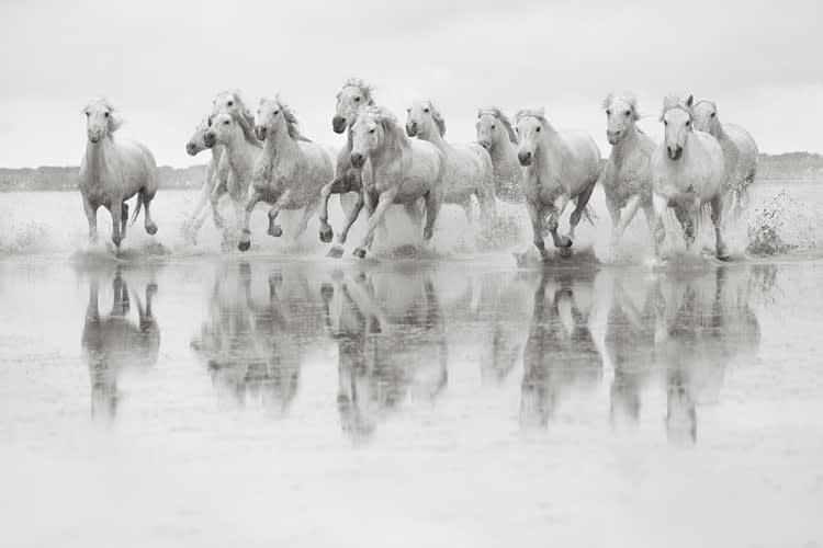 Drew Doggett, Spirit of the Camargue, 2016