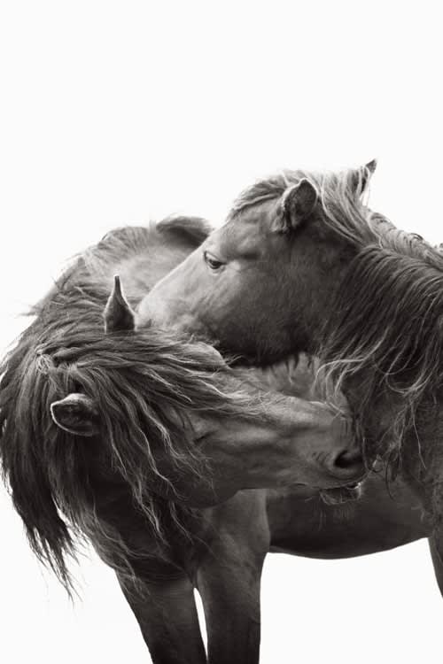 Drew Doggett, Kisses, 2012