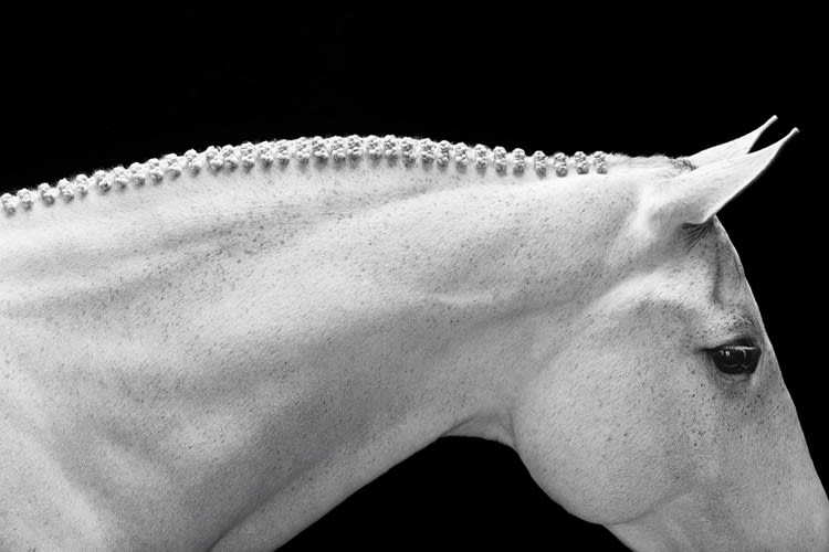 Drew Doggett, Speckled Crest, 2019