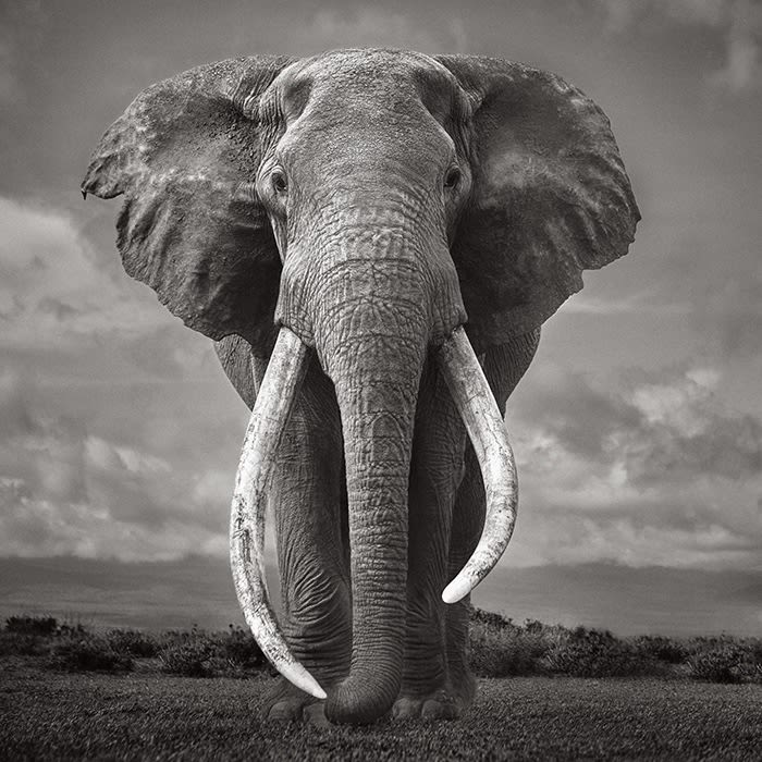 Drew Doggett, Silent Giant, 2020