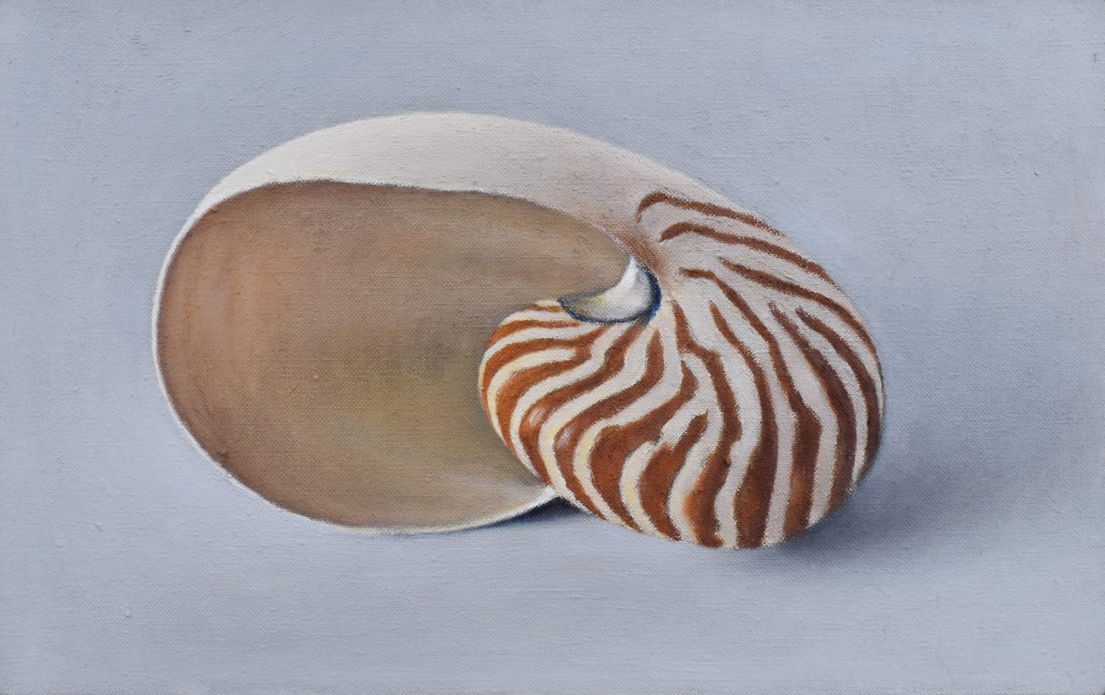 David Stubbs, Nautilus shell II , 2022