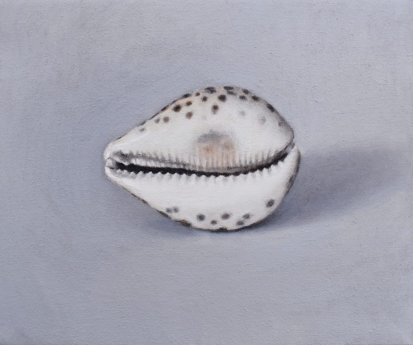 David Stubbs, Cowrie shell on grey II, 2020